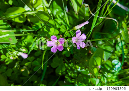 ムラサキカタバミの紫色の花 ムラサキカタバミの紫色の花 139905806