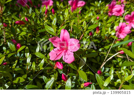 赤いツツジの花 139905815