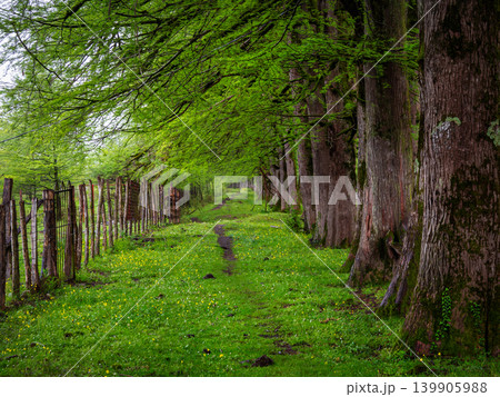 Lush green canopy frames a quiet country lane. Georgia. Lush green canopy frames a quiet country lane. Georgia. 139905988