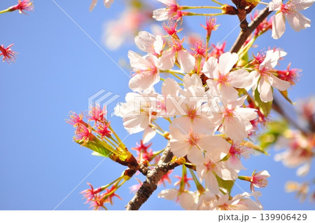 晴天の中で散りかけの桜 139906429