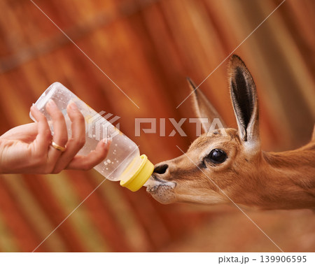 Baby springbok, bottle feeding and milk, animal care and wellness with vet person or volunteer for help. Health, nature and safety of wildlife with liquid food for nutrition, young buck with meal 139906595