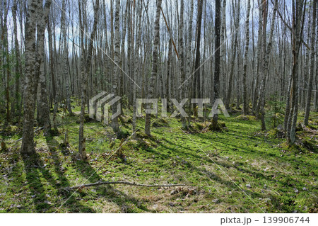Birch Forest with Mossy Undergrowth in Yelnya Nature Reserve, Belarus Birch Forest with Mossy Undergrowth in Yelnya Nature Reserve, Belarus 139906744