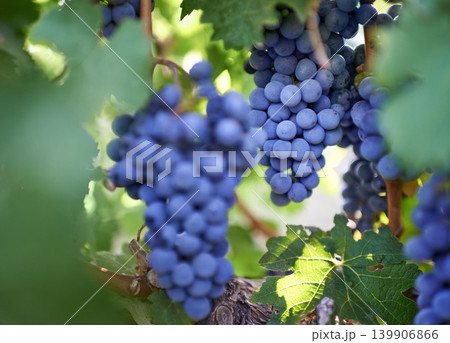 Vineyard, agriculture and closeup of grapes in nature for harvest, wine and sustainability in Italy. Field, eco friendly and fruit with leaves at countryside for growth, production and farming Vineyard, agriculture and closeup of grapes in nature for harvest, wine and sustainability in Italy. Field, eco friendly and fruit with leaves at countryside for growth, production and farming 139906866
