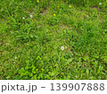 Green Urban Lawn In Modern City Environment Outdoor Nature Landscape Scene 139907888