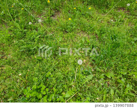 Green Urban Lawn In Modern City Environment Outdoor Nature Landscape Scene Green Urban Lawn In Modern City Environment Outdoor Nature Landscape Scene 139907888