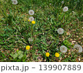 Green City Lawn With Blooming Dandelions In Urban Park Landscape 139907889