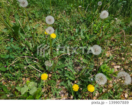 Green City Lawn With Blooming Dandelions In Urban Park Landscape Green City Lawn With Blooming Dandelions In Urban Park Landscape 139907889
