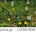 Green City Lawn With Blooming Dandelions In Urban Park Landscape Scene 139907890