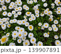 City Flower Bed With White Blossoms In Urban Park Landscape Scene 139907891