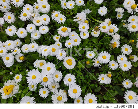 City Flower Bed With White Blossoms In Urban Park Landscape Scene City Flower Bed With White Blossoms In Urban Park Landscape Scene 139907891