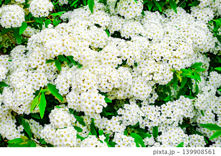 white flowers on a growing bush, close-up white flowers on a growing bush, close-up 139908561