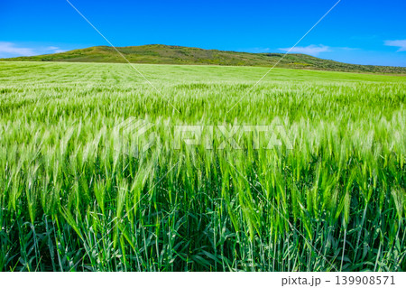 wheat field with green ears 139908571