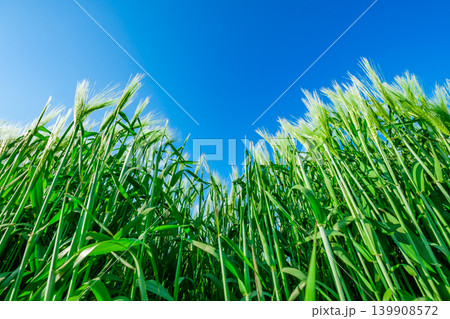 green wheat ears on background of sky, bottom view 139908572