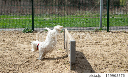 A white terrier successfully lands after jumping over a barrier in a dog exercise area. It is a bright day, and the ground looks dry and sandy with some green grass nearby. A white terrier successfully lands after jumping over a barrier in a dog exercise area. It is a bright day, and the ground looks dry and sandy with some green grass nearby. 139908876