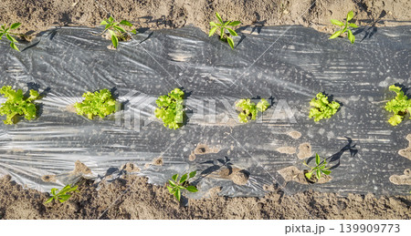Rows of organic vegetables grown under plastic mulch. Rows of organic vegetables grown under plastic mulch. 139909773