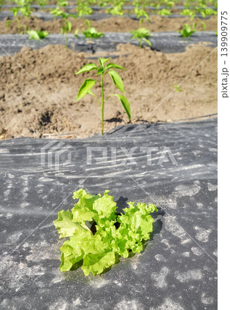 Close up of organic vegetables grown under plastic mulch, selective focus. 139909775