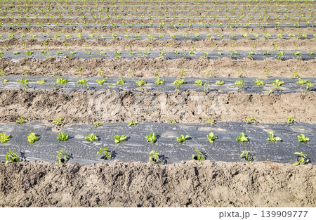 Rows of organic vegetables grown under plastic mulch. Rows of organic vegetables grown under plastic mulch. 139909777
