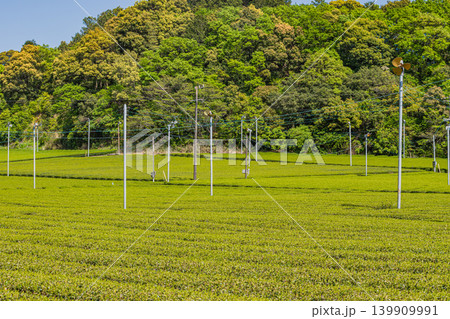 袋井市の三川の茶畑の風景(静岡県) 袋井市の三川の茶畑の風景(静岡県) 139909991