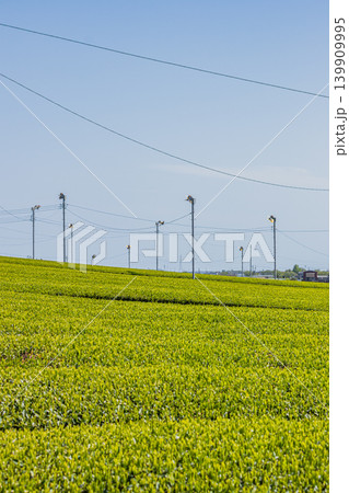 袋井市の三川の茶畑の風景(静岡県) 袋井市の三川の茶畑の風景(静岡県) 139909995