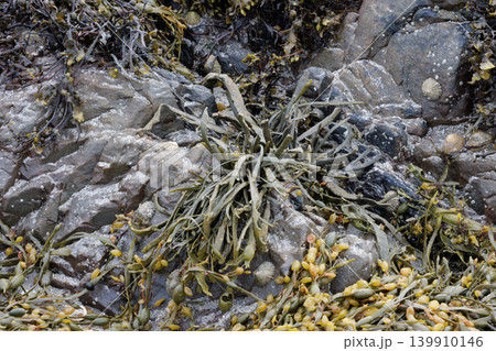 Green and brown seaweed plants growing on wet rock at low tide 139910146