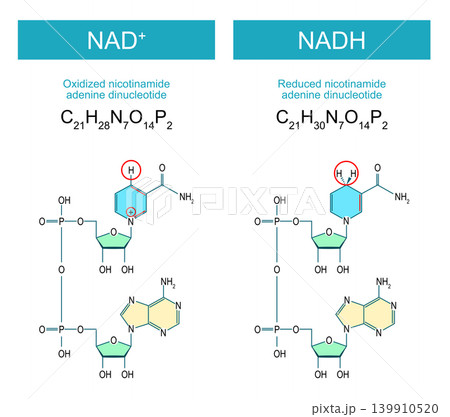 NADH and NAD+ molecules. Molecular chemical structural formula and model NADH and NAD+ molecules. Molecular chemical structural formula and model 139910520