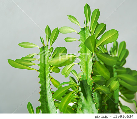 African milk tree, cathedral cactus, or Abyssinian euphorbia African milk tree, cathedral cactus, or Abyssinian euphorbia 139910634