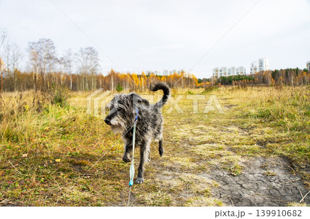 Shaggy terrier dog walking on leash in field during autumn. Pet dog enjoying outdoor activity on nature path. Domestic canine companion exercising in fall landscape. Animal lifestyle concept. Shaggy terrier dog walking on leash in field during autumn. Pet dog enjoying outdoor activity on nature path. Domestic canine companion exercising in fall landscape. Animal lifestyle concept. 139910682