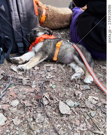 Sleeping puppy wearing orange harness and leash lying on forest ground near backpack and owner. Small dog cub scout resting during hike outdoor. Tired domestic animal, pet care and hiking travel 139910686