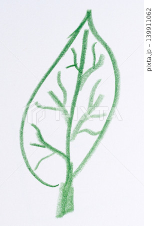Drawing of a leaf with veins, drawn with a green pencil on a white background Drawing of a leaf with veins, drawn with a green pencil on a white background 139911062