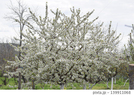 tree in spring 139911068