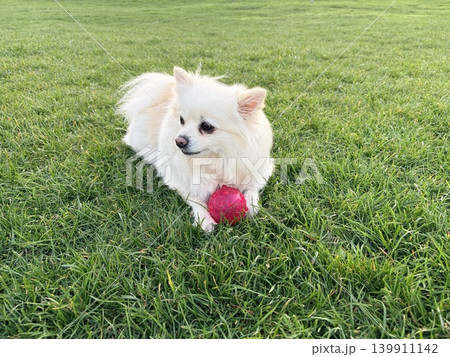 A white Pomeranian puppy chews on a pink rubber ball on the grass 139911142