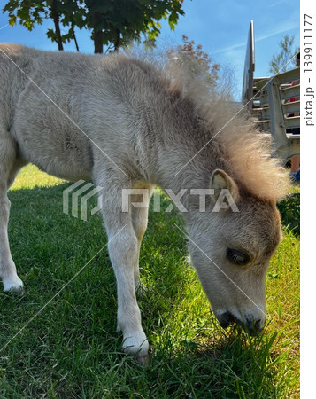 Small light-colored pony grazing on green grass in a sunny outdoor Small light-colored pony grazing on green grass in a sunny outdoor 139911177