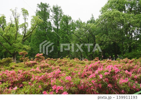 ツツジが咲き誇る初夏のしょうぶ沼公園 ツツジが咲き誇る初夏のしょうぶ沼公園 139911193