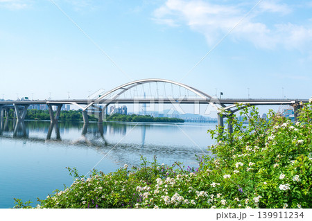 Beautiful yellow canola flowers (rapeseed) blooming along the Han River with Guri-Amsa Bridge in the background on a sunny spring afternoon 139911234