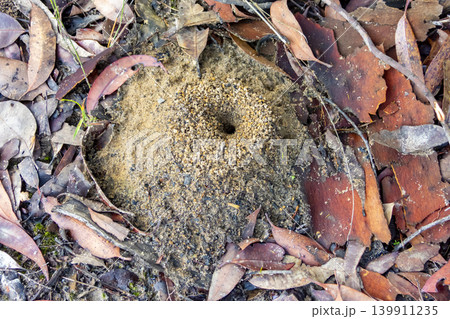An Ant hole surrounded by leaves and fallen tree bark 139911235