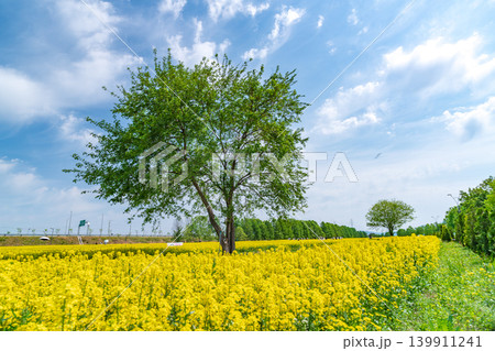 A solitary tree standing in the middle of a vibrant yellow canola flower field under a clear spring sky 139911241