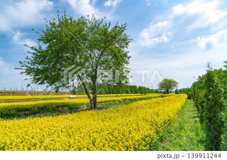 A solitary tree standing in the middle of a vibrant yellow canola flower field under a clear spring sky 139911244