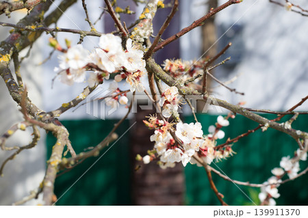 White apricot blossoms blooming on a branch in spring sunlight White apricot blossoms blooming on a branch in spring sunlight 139911370