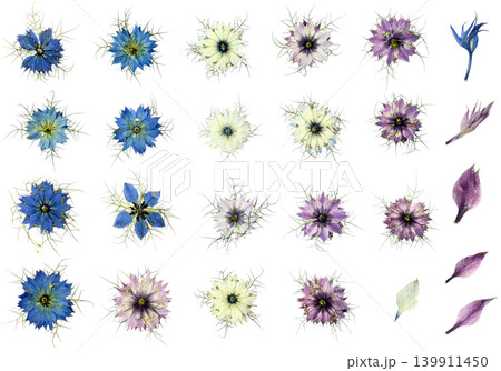 押し花ニゲラ素材集 背景透過 青紫白 花・つぼみ・花びらセット 押し花ニゲラ素材集 背景透過 青紫白 花・つぼみ・花びらセット 139911450