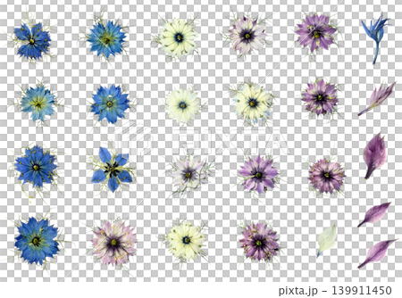 Pressed Nigella Flower Material Collection: Transparent Background, Blue-Purple-White Flowers, Buds, and Petals Set Pressed Nigella Flower Material Collection: Transparent Background, Blue-Purple-White Flowers, Buds, and Petals Set 139911450