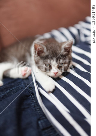 飼い主の上の子猫 飼い主の上の子猫 139911495