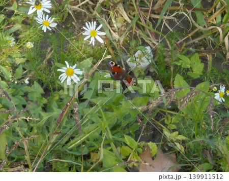 Beautiful peacock butterfly sitting on a meadow among flowers. Beautiful peacock butterfly sitting on a meadow among flowers. 139911512