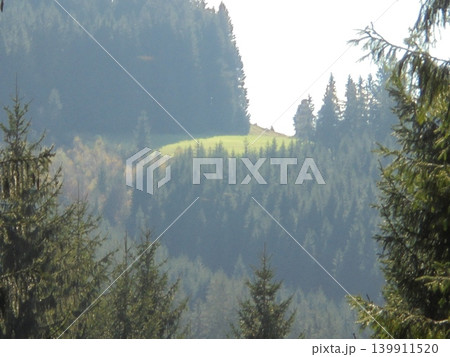 Blurred mountain meadow with coniferous trees and soft-focus forest in sunlight 139911520