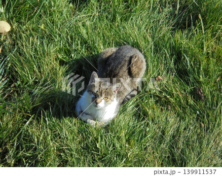 Brown cat with white chest lying in the grass,looking up and relaxing. 139911537