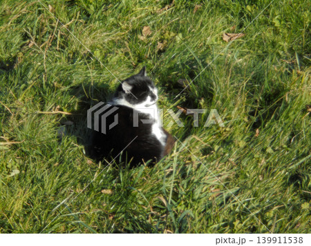 Black and white cat sitting on grass and enjoying warm sunlight in autumn day. 139911538