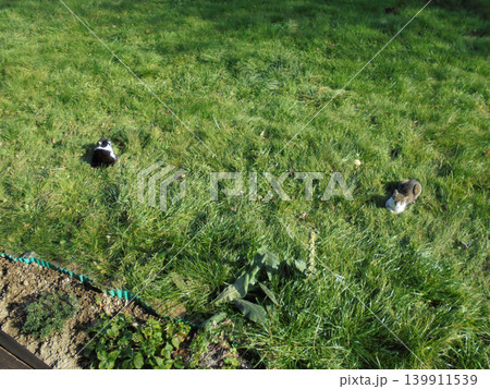 A pair of semiwild cats relaxing at the mountain meadow during sunny day. 139911539