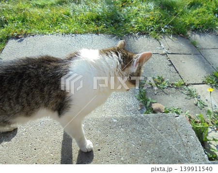 Side view on a brown and white cat staring at a small pavement Side view on a brown and white cat staring at a small pavement 139911540