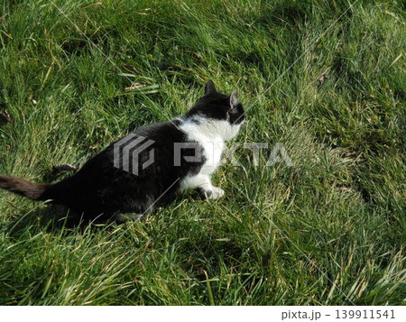 Black and white cat facing away from camera,hunting in grasslands 139911541