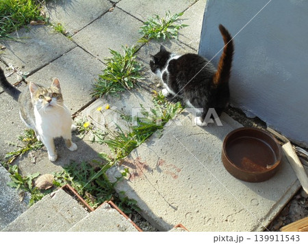 Pair of cats on pavement,one staring at the pavement,one at the camera Pair of cats on pavement,one staring at the pavement,one at the camera 139911543