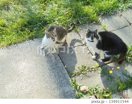 Pair of cats staring upwards,from top view,on a pavement next to a meadow Pair of cats staring upwards,from top view,on a pavement next to a meadow 139911544